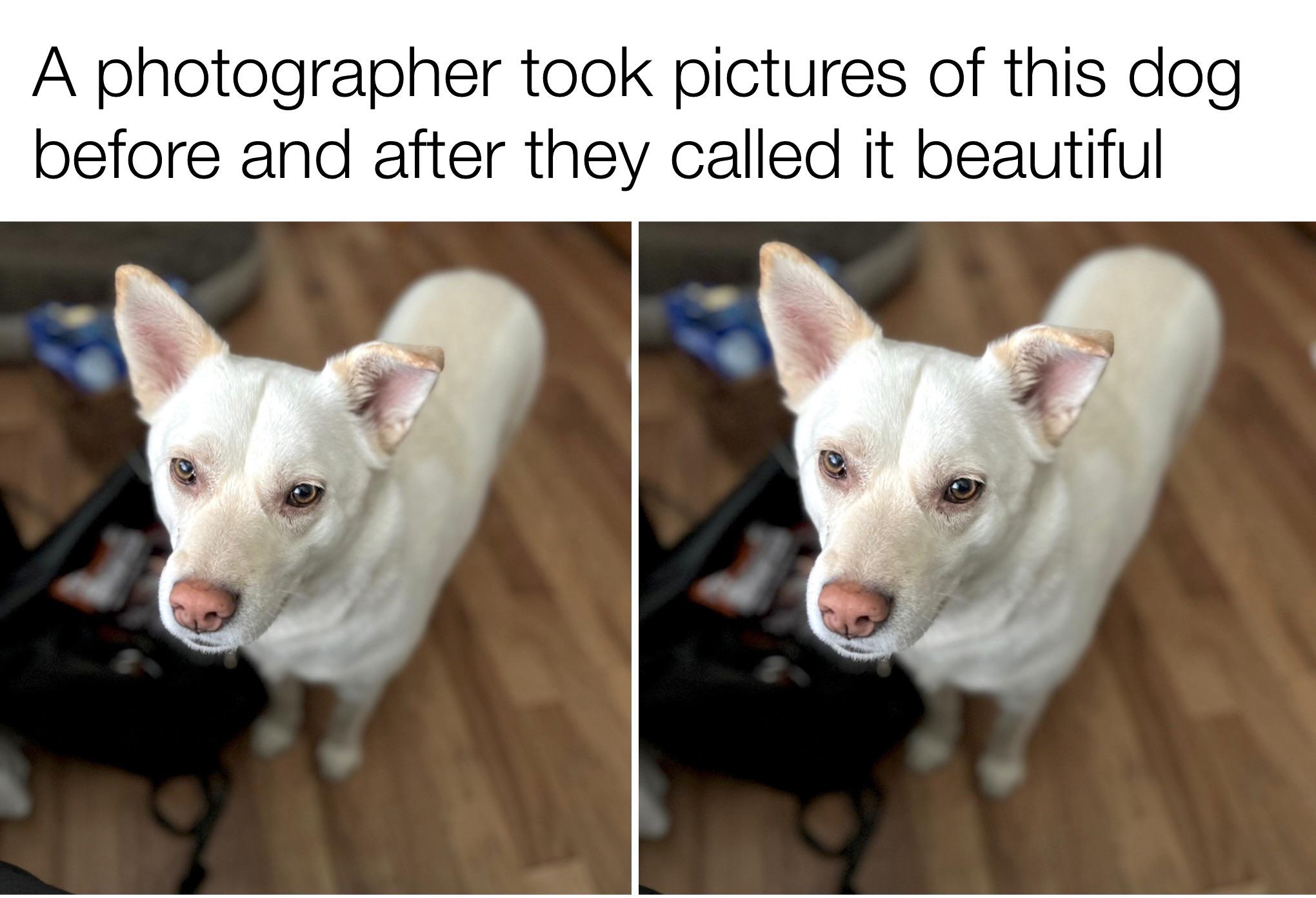 A photographer took pictures of his dog before and after they called it beautiful meme