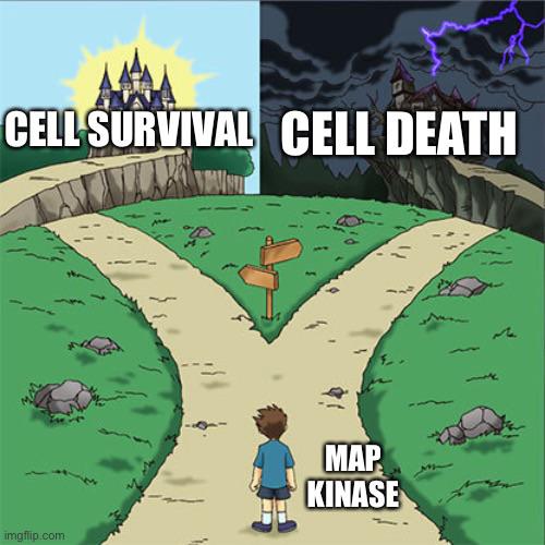 Cell survival Cell Death MAP kinase meme