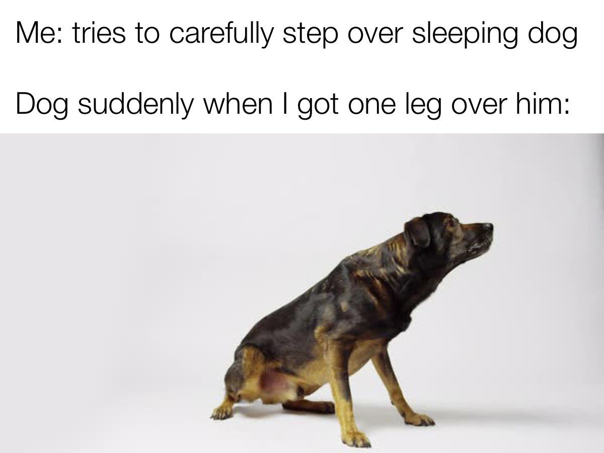 Dog suddenly when I got one leg over him meme