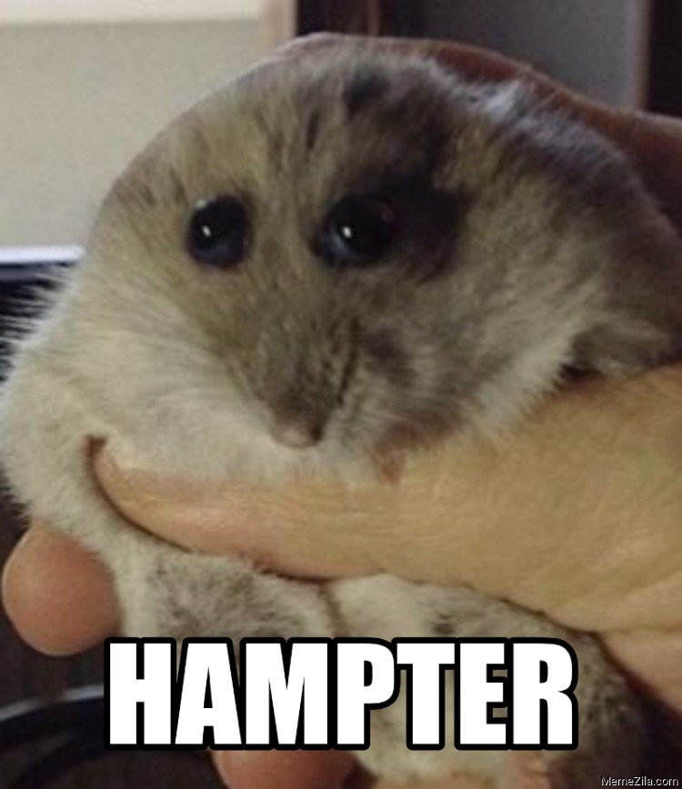 Hampter meme