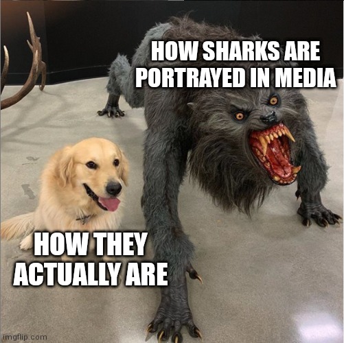 How sharks are portrayed in media How actually they are meme