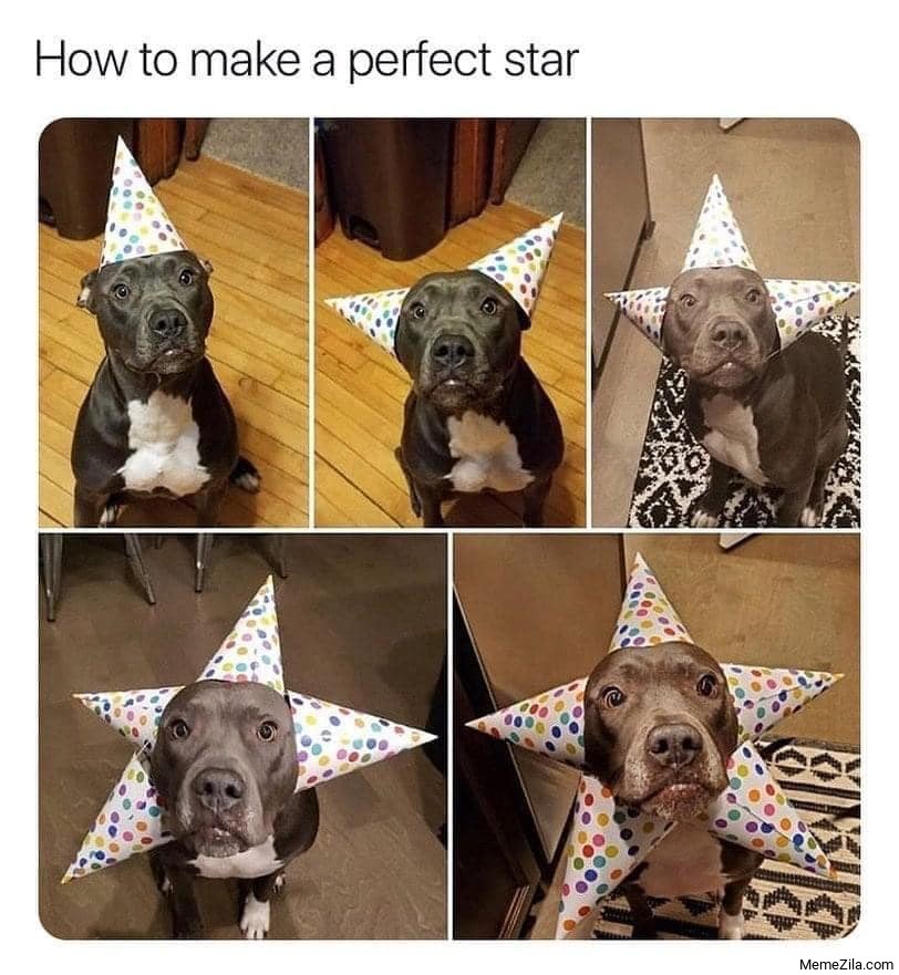 How to make a perfect star dog meme