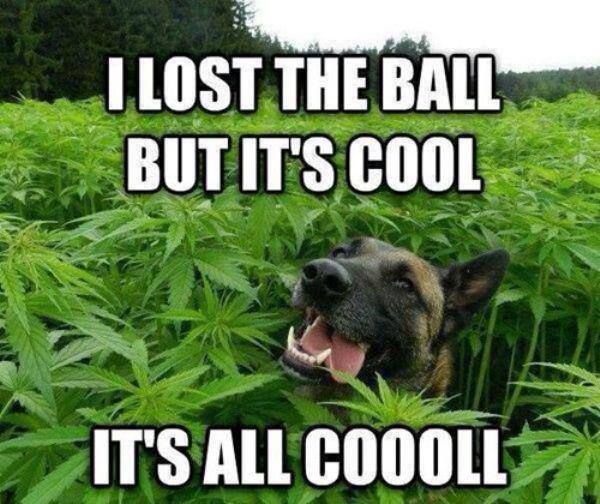 I lost the ball but it's cool meme