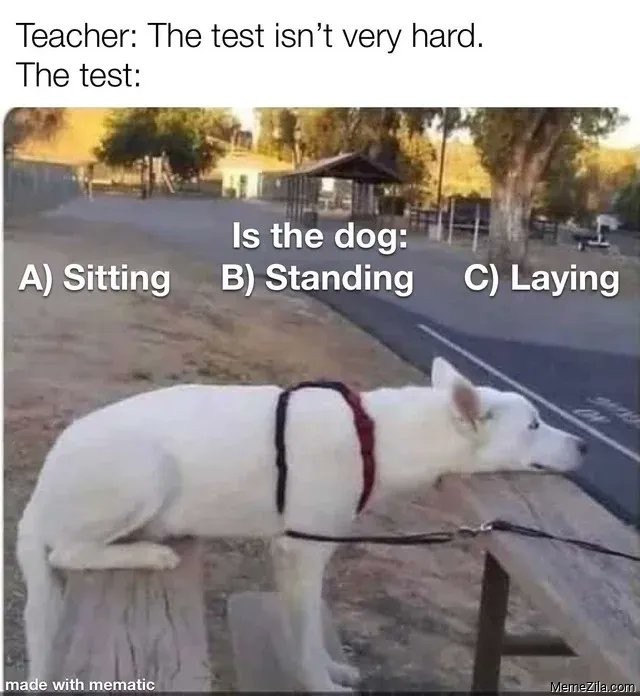 Is the dog Sitting Standing Laying meme