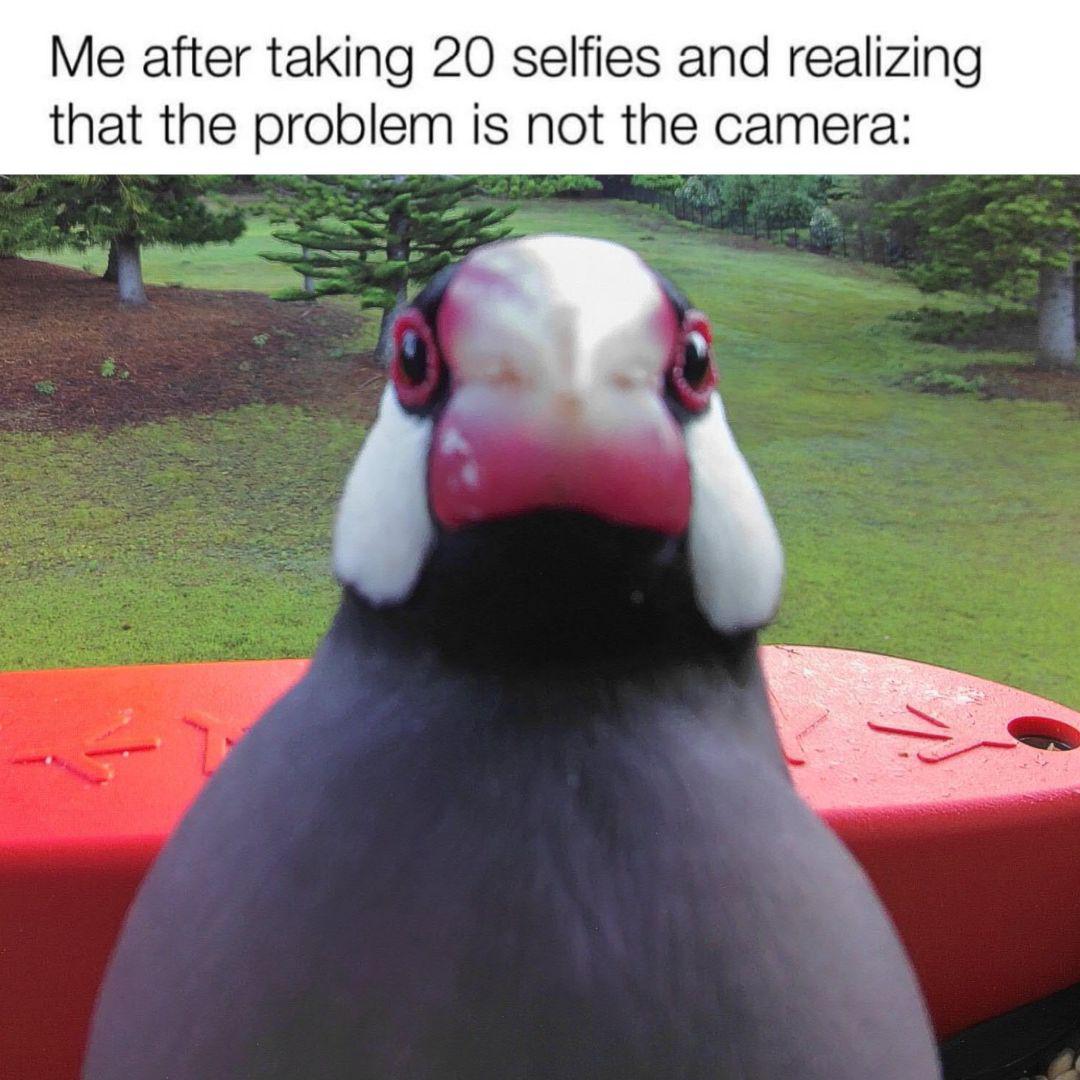 Me after taking 20 selfish and realising that the problem is not the camera meme