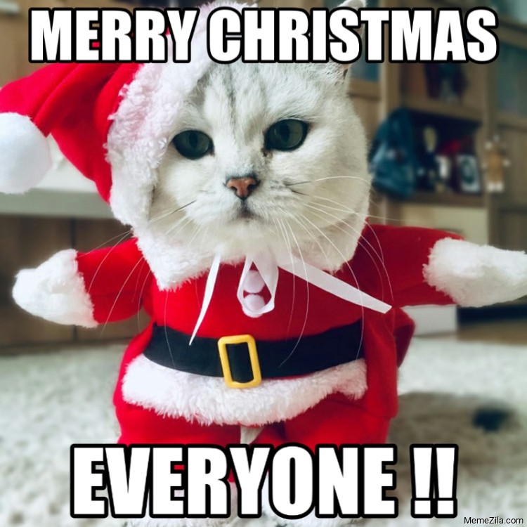 Merry christmas everyone cat meme