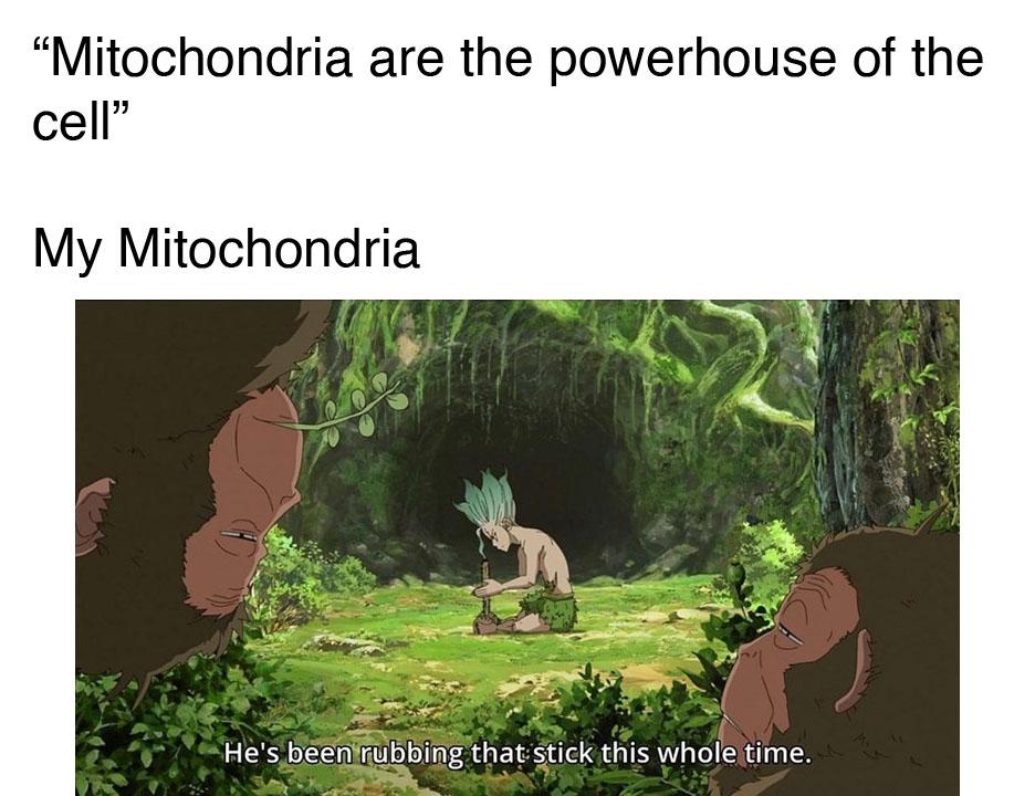 Mitochondria are the powerhouse of the cell My mitochondria meme