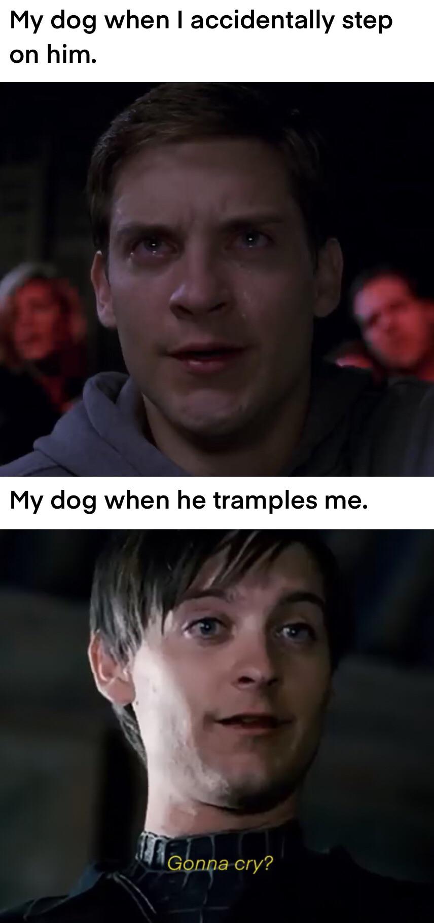My dog when I accidentally step on him My dog when he tramples me meme