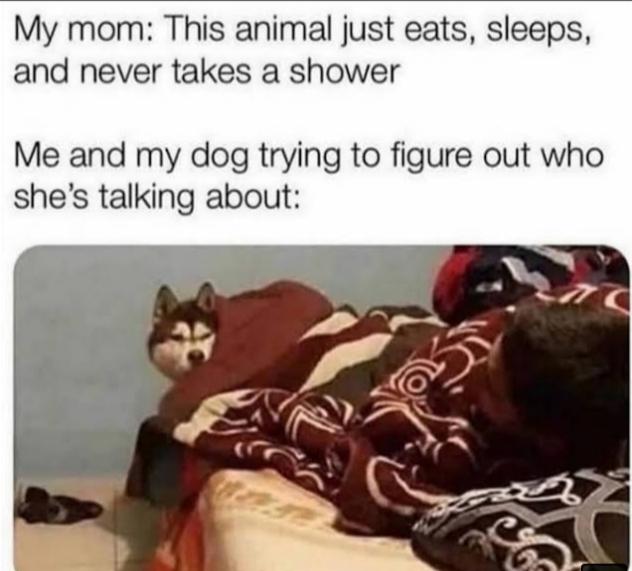 My mom: This animal just eats, sleeps and never takes a shower meme