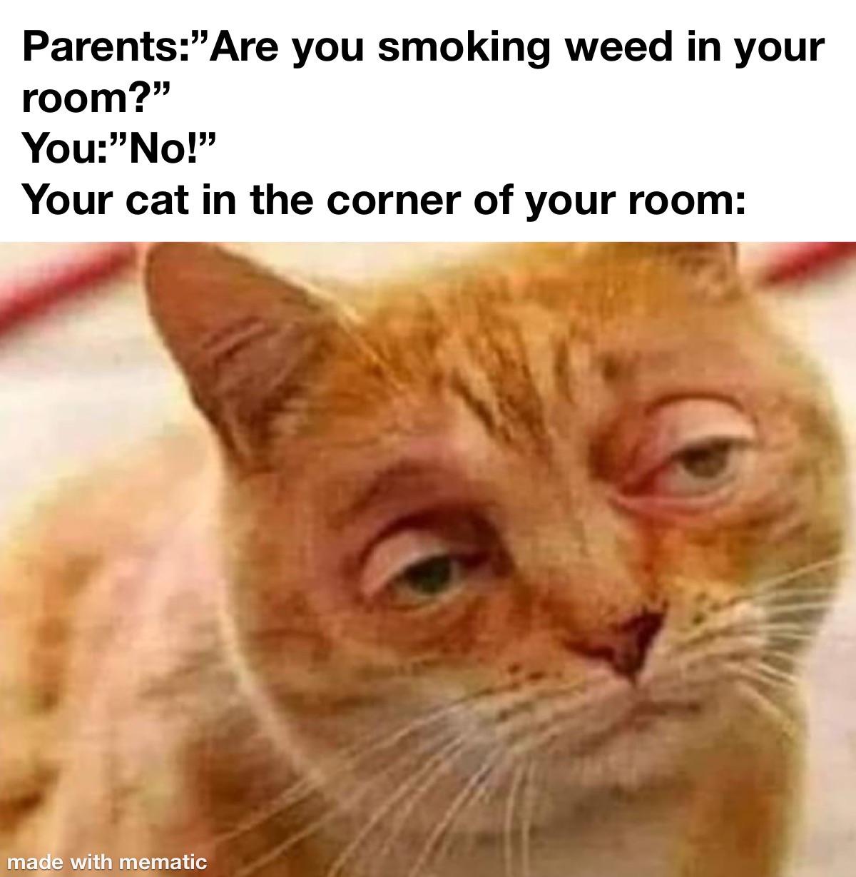 Parents: Are you smoking weed? Your cat in the corner of your room: meme