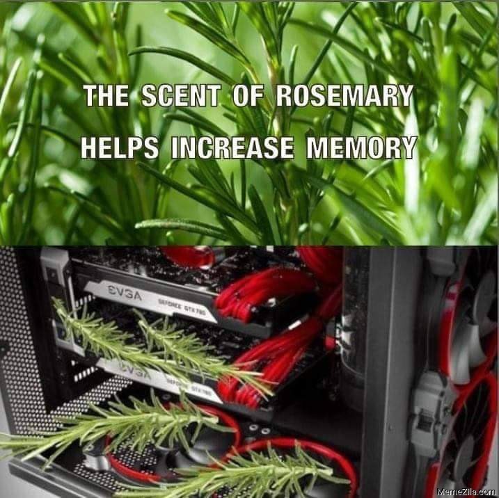 The scent of rosemary helps increase memory meme
