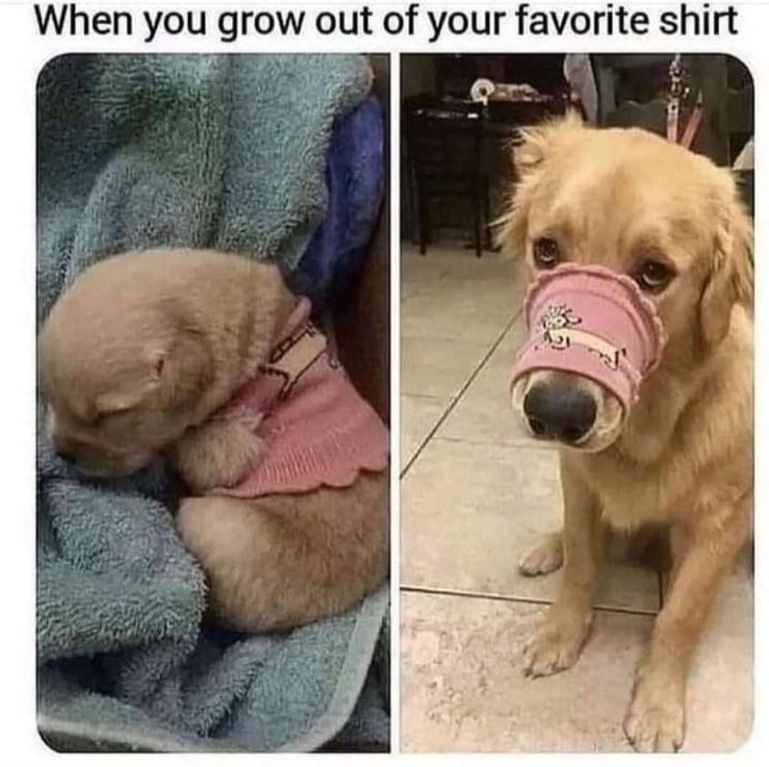 When you grow out of your favorite shirt meme