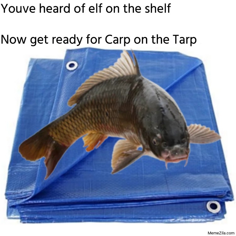 Youve heard of elf on the shelf Now get ready for Carp on the Tarp meme
