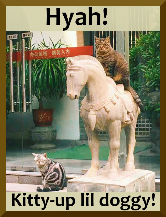 Hyah! Kitty-up lil doggy! meme