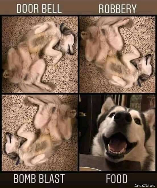My dog while Door bell Robbery Bomb blast Food meme